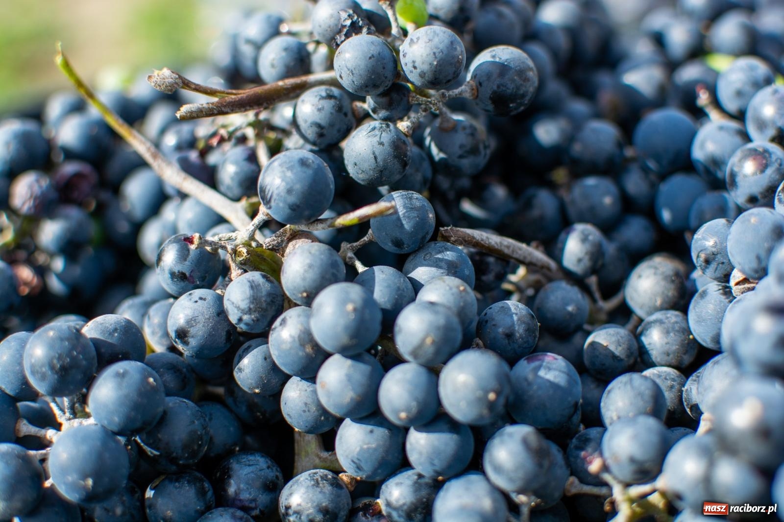 Zdjęcie w galerii na portalu naszraciborz.pl: W Krowiarkach jak w Ziemi Świętej. Winobranie 2023 [FOTO i WIDEO] wiadomości z regionu