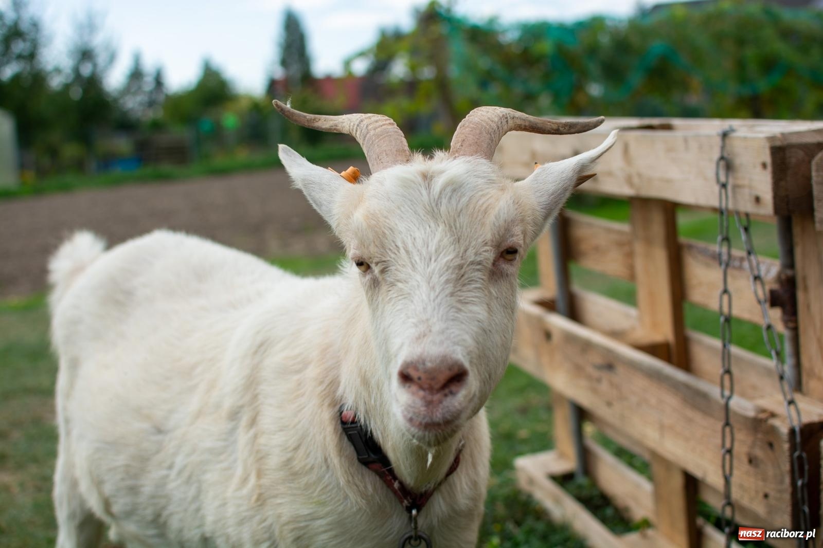 Zdjęcie w galerii na portalu naszraciborz.pl: W Krowiarkach jak w Ziemi Świętej. Winobranie 2023 [FOTO i WIDEO] wiadomości z regionu