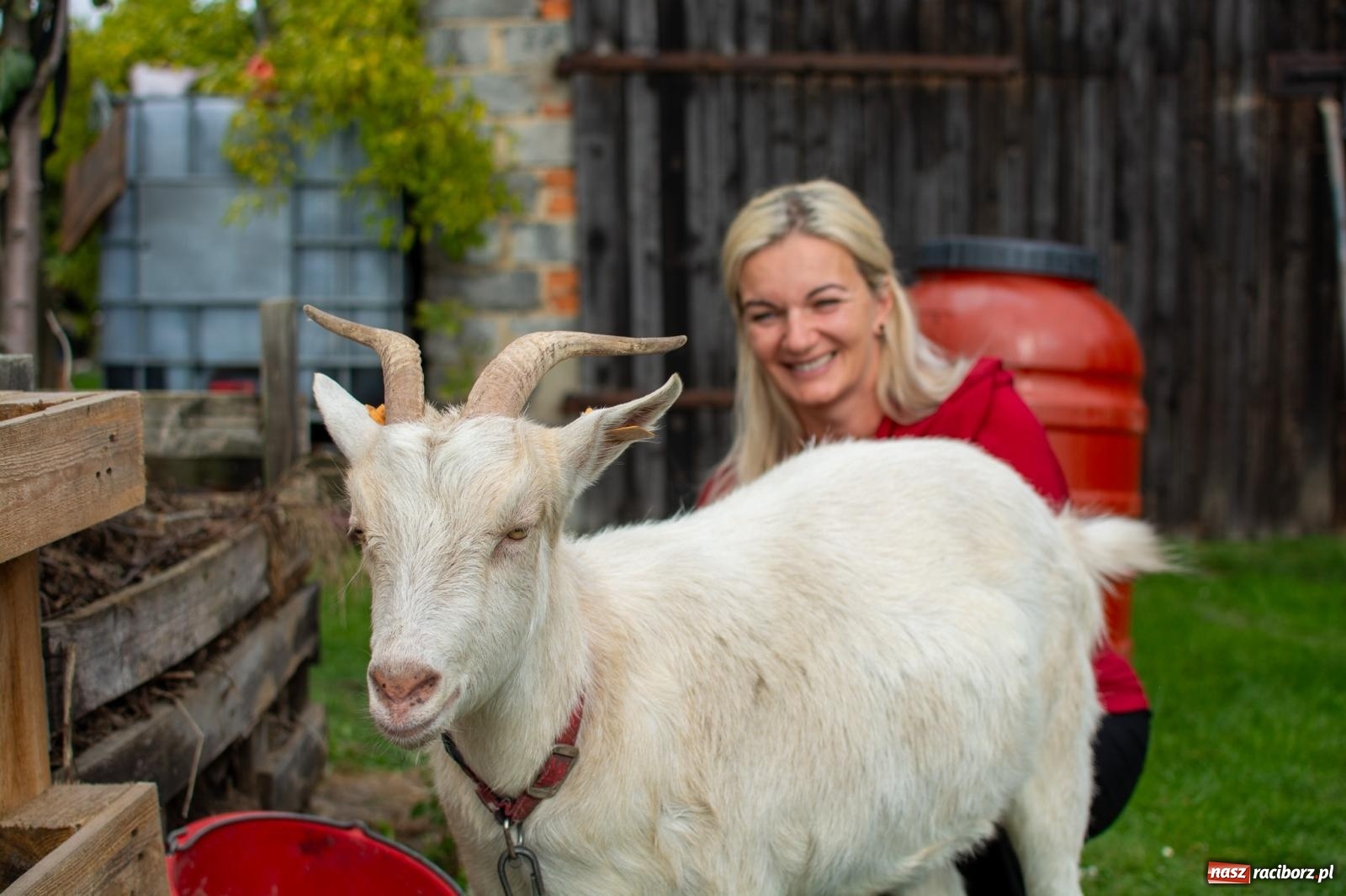Zdjęcie w galerii na portalu naszraciborz.pl: W Krowiarkach jak w Ziemi Świętej. Winobranie 2023 [FOTO i WIDEO] wiadomości z regionu