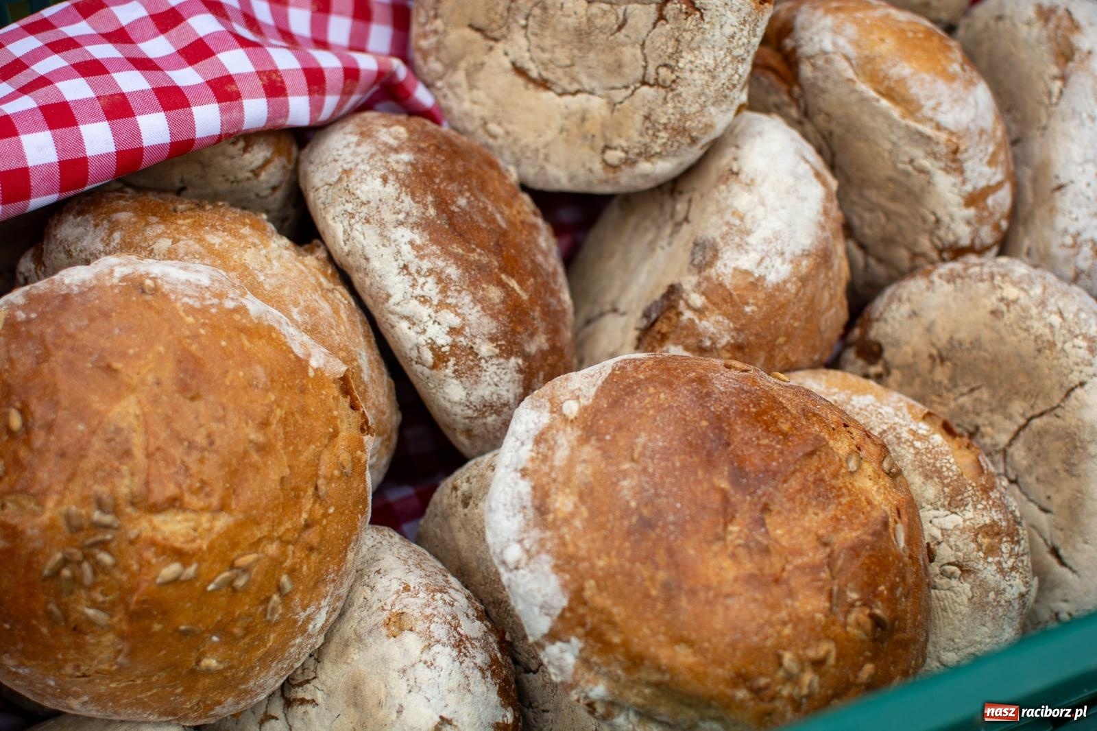 Zdjęcie w galerii na portalu naszraciborz.pl: W Krowiarkach jak w Ziemi Świętej. Winobranie 2023 [FOTO i WIDEO] wiadomości z regionu