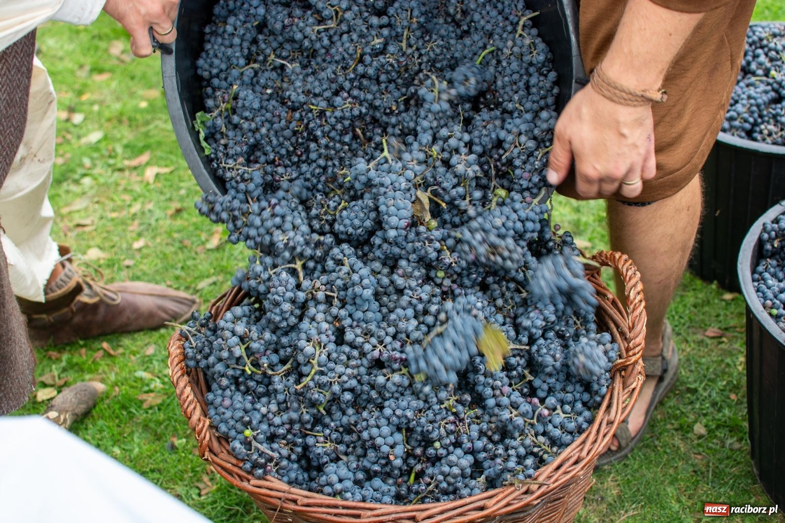 Zdjęcie w galerii na portalu naszraciborz.pl: W Krowiarkach jak w Ziemi Świętej. Winobranie 2023 [FOTO i WIDEO] wiadomości z regionu