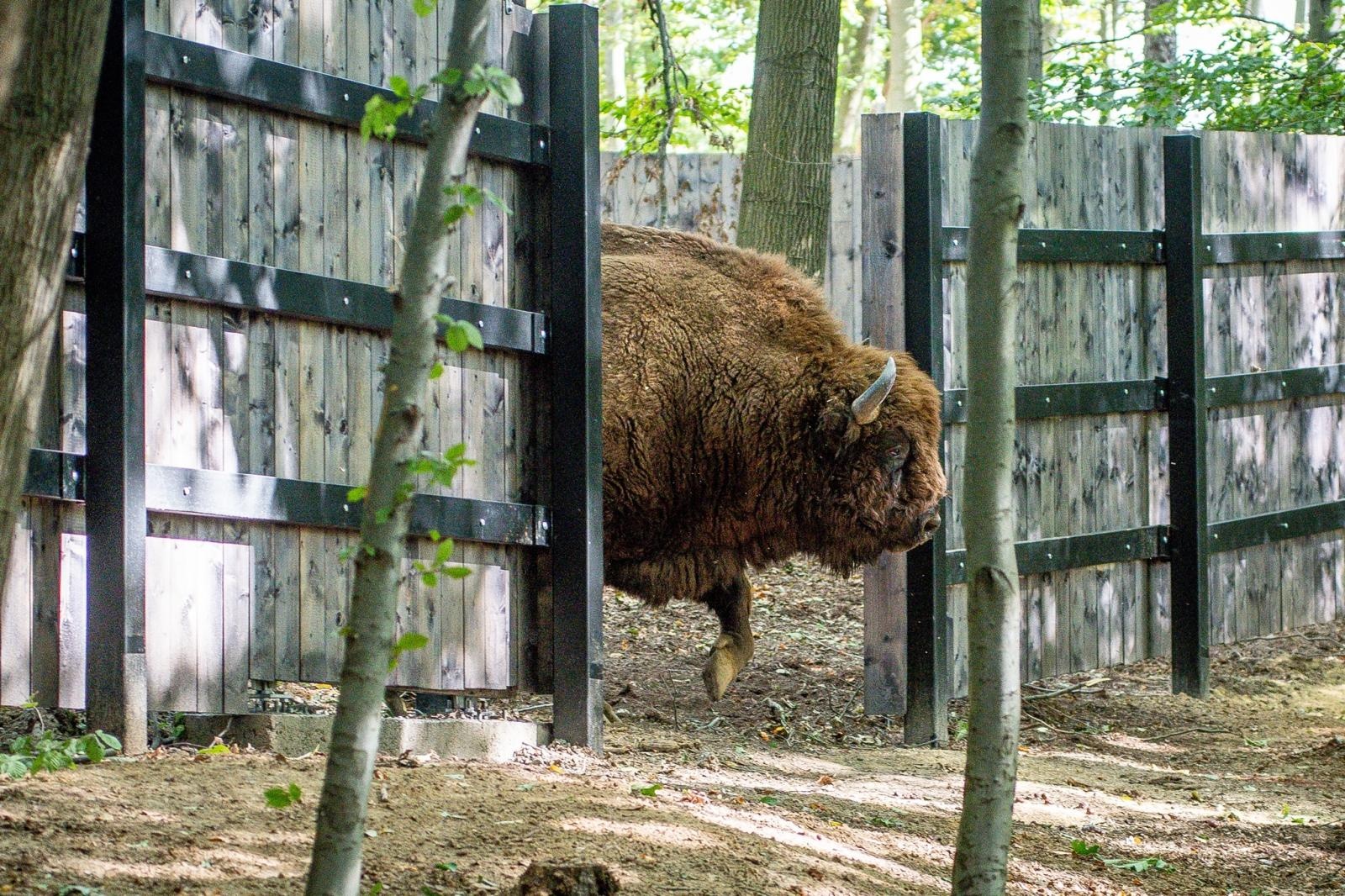 Zdjęcie w galerii na portalu naszraciborz.pl: Tłumy odwiedziły w weekend zagrodę żubrów w Brzeziu wiadomości z regionu
