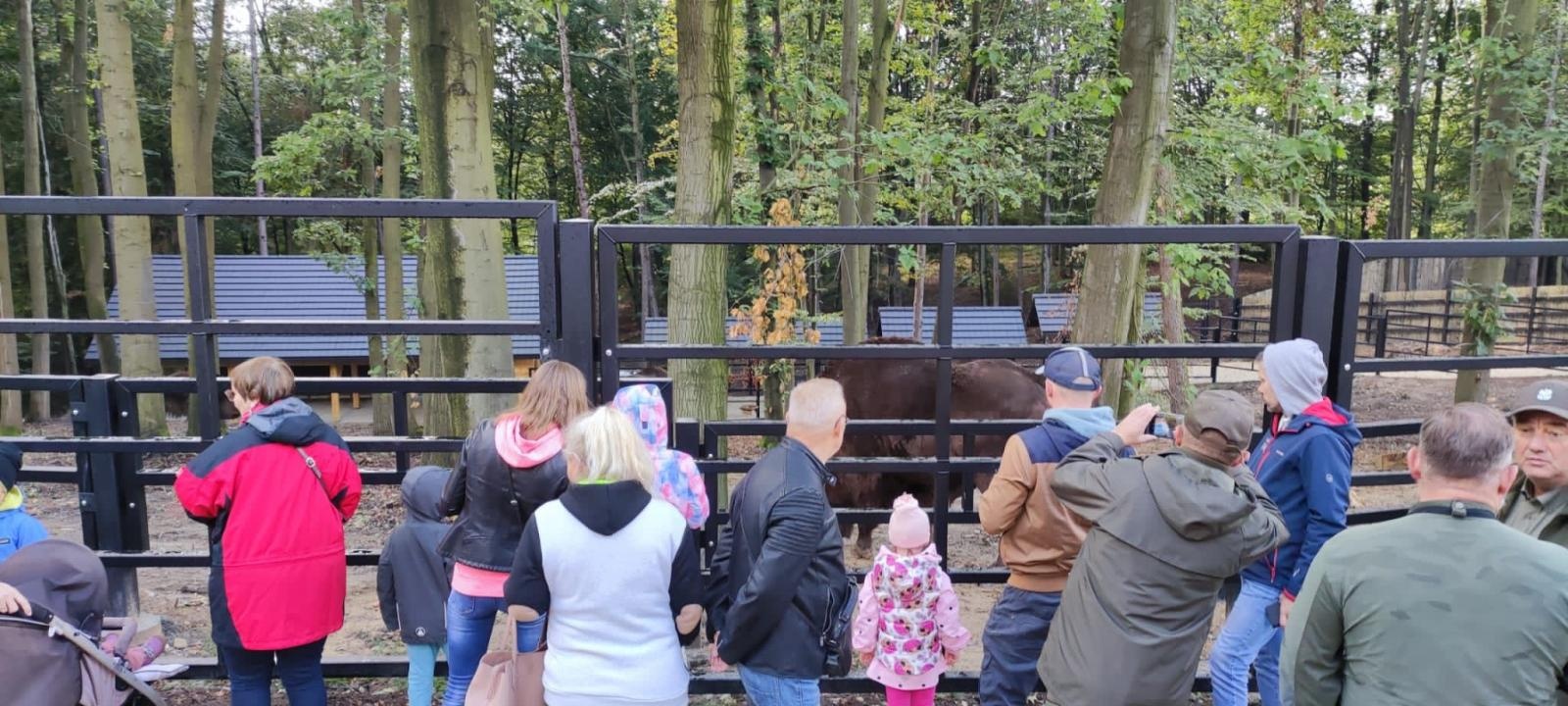 Zdjęcie w galerii na portalu naszraciborz.pl: Tłumy odwiedziły w weekend zagrodę żubrów w Brzeziu wiadomości z regionu
