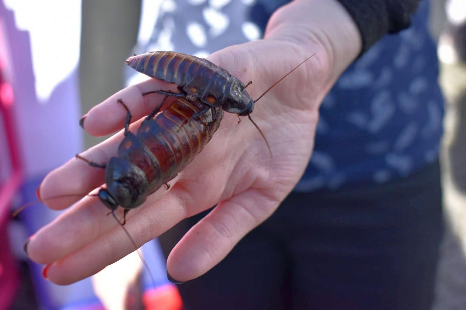 Zdjęcie w galerii na portalu naszraciborz.pl: Fundusze Europejskie. Nowa Energia! Tak było na pikniku na zamku wiadomości z regionu