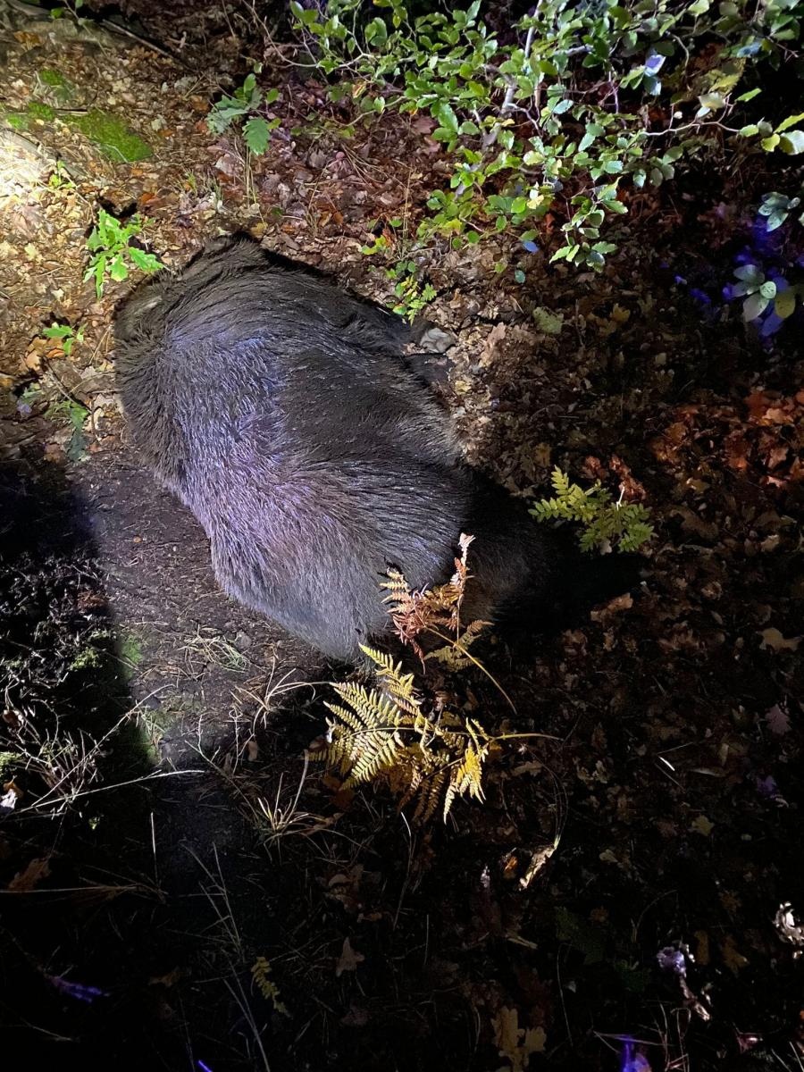 Zdjęcie w galerii na portalu naszraciborz.pl: Raport 998. Mitsubishi lancer zderzył się z dzikiem w Nędzy wiadomości z regionu