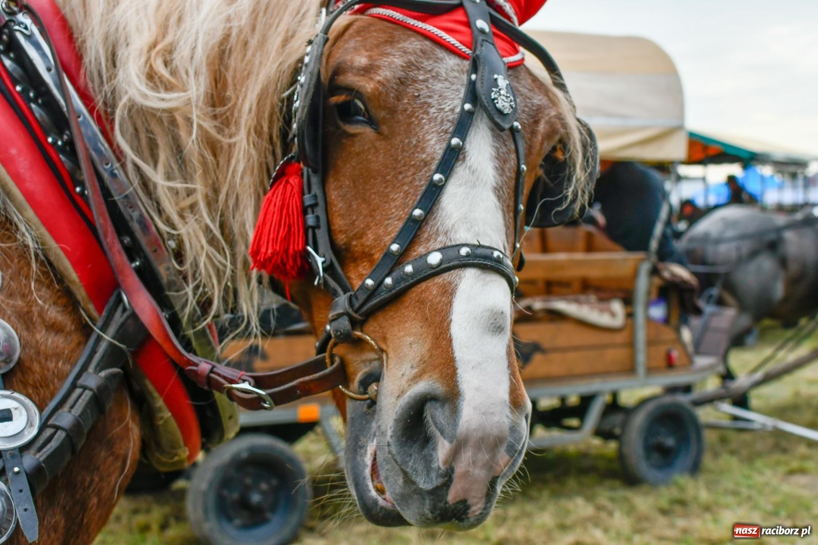 Zdjęcie w galerii na portalu naszraciborz.pl: Hubertus w Kornowacu. Parada po gminie i pogoń za lisem [FOTO i WIDEO] wiadomości z regionu