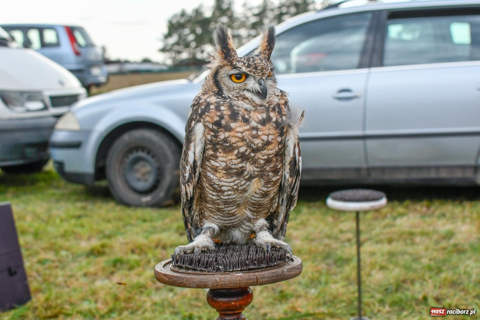 Zdjęcie w galerii na portalu naszraciborz.pl: Hubertus w Kornowacu. Parada po gminie i pogoń za lisem [FOTO i WIDEO] wiadomości z regionu