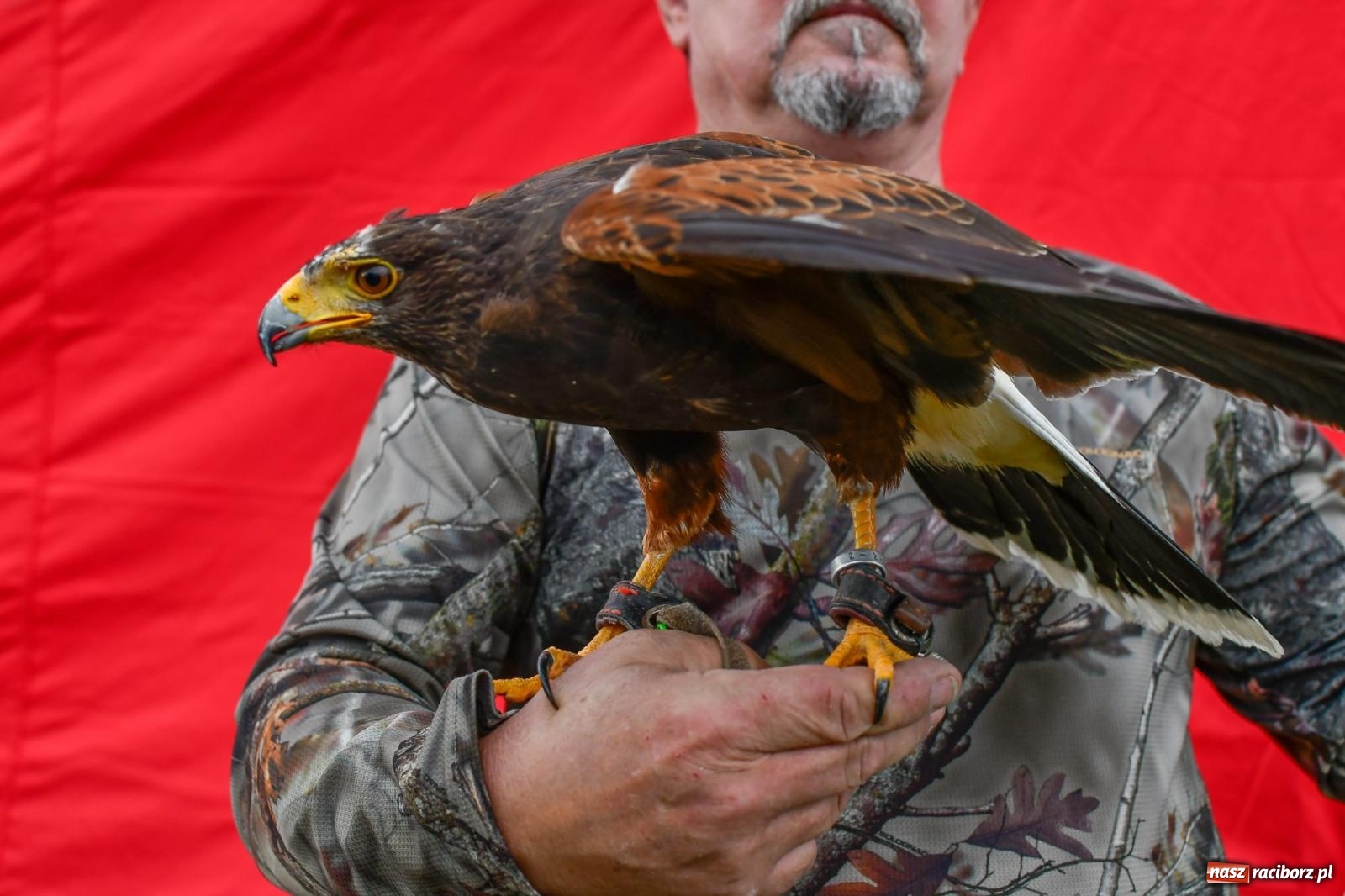 Zdjęcie w galerii na portalu naszraciborz.pl: Hubertus w Kornowacu. Parada po gminie i pogoń za lisem [FOTO i WIDEO] wiadomości z regionu