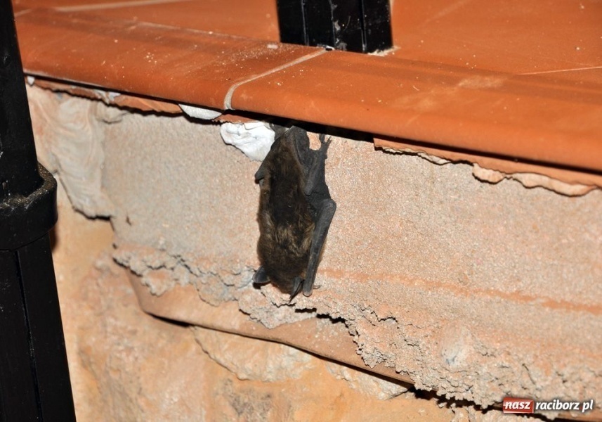 Zdjęcie w galerii na portalu naszraciborz.pl: Mroczek z zamku już bezpieczny wiadomości z regionu