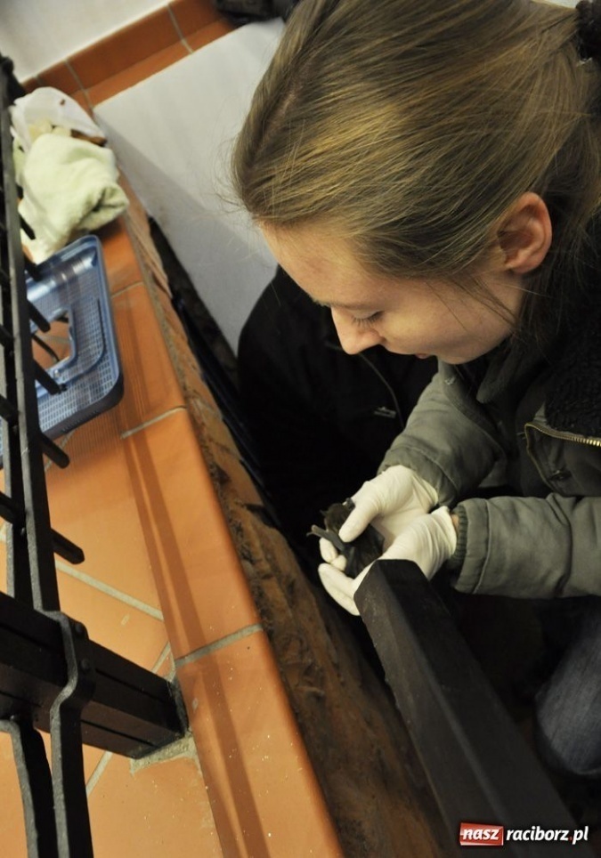 Zdjęcie w galerii na portalu naszraciborz.pl: Mroczek z zamku już bezpieczny wiadomości z regionu