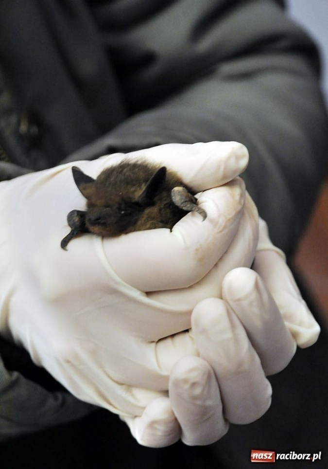 Zdjęcie w galerii na portalu naszraciborz.pl: Mroczek z zamku już bezpieczny wiadomości z regionu