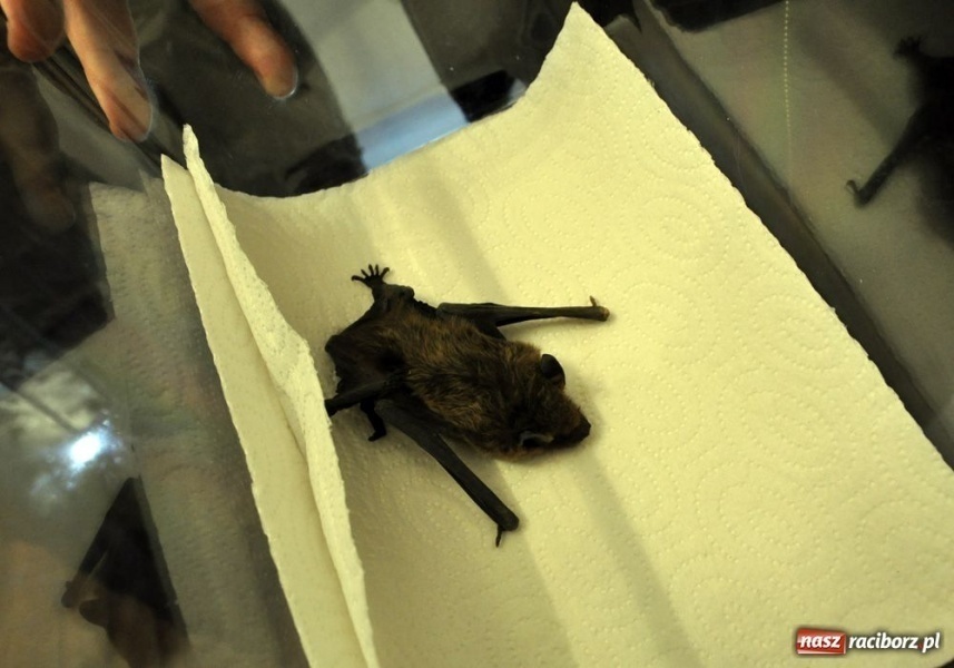 Zdjęcie w galerii na portalu naszraciborz.pl: Mroczek z zamku już bezpieczny wiadomości z regionu