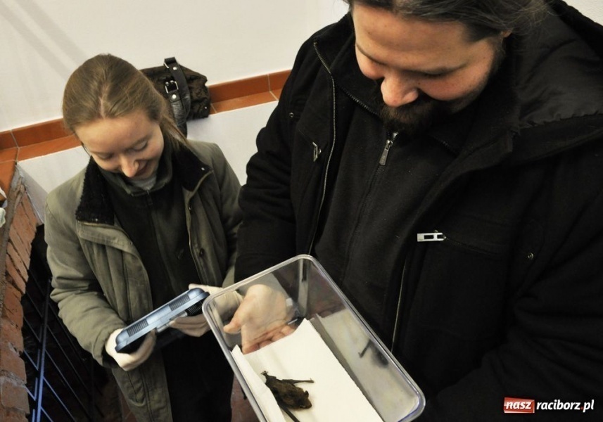 Zdjęcie w galerii na portalu naszraciborz.pl: Mroczek z zamku już bezpieczny wiadomości z regionu