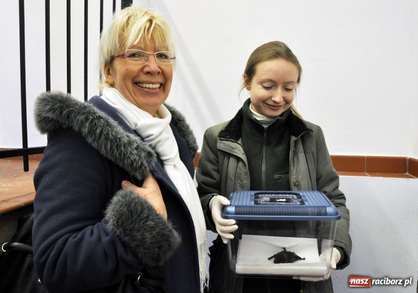 Zdjęcie w galerii na portalu naszraciborz.pl: Mroczek z zamku już bezpieczny wiadomości z regionu