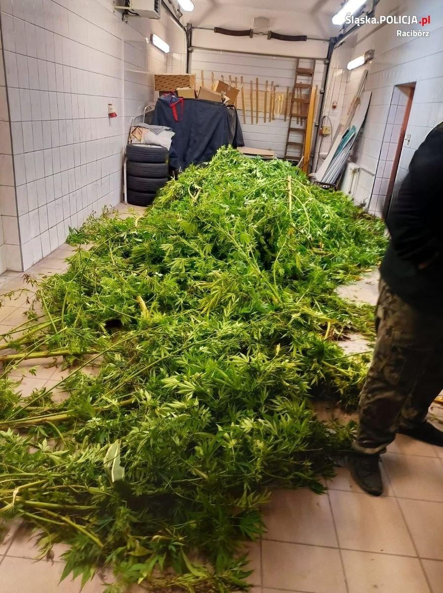 Zdjęcie w galerii na portalu naszraciborz.pl: Plantacja konopi pomiędzy Pietrowicami Wielkimi a Kietrzem wiadomości z regionu