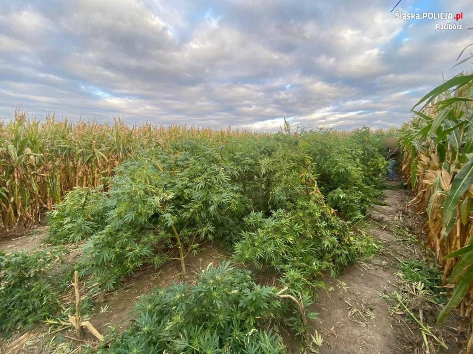 Zdjęcie w galerii na portalu naszraciborz.pl: Plantacja konopi pomiędzy Pietrowicami Wielkimi a Kietrzem wiadomości z regionu