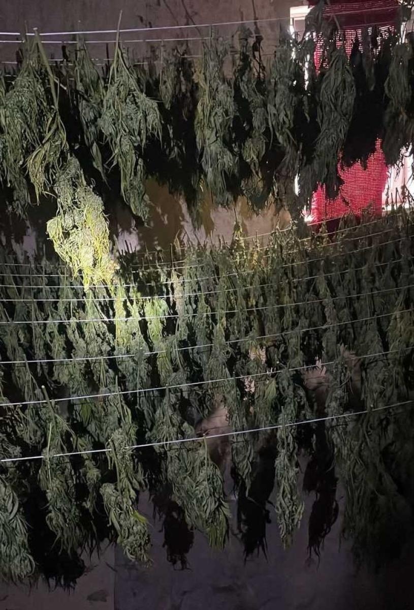 Zdjęcie w galerii na portalu naszraciborz.pl: Plantacja konopi pomiędzy Pietrowicami Wielkimi a Kietrzem wiadomości z regionu