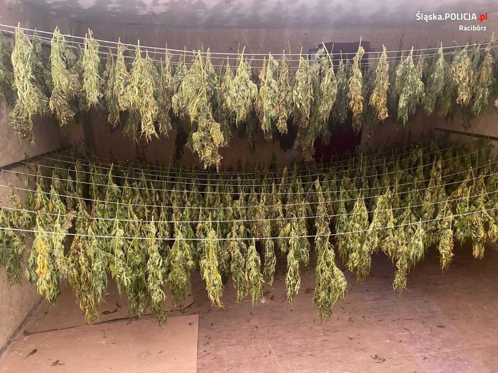 Zdjęcie w galerii na portalu naszraciborz.pl: Plantacja konopi pomiędzy Pietrowicami Wielkimi a Kietrzem wiadomości z regionu