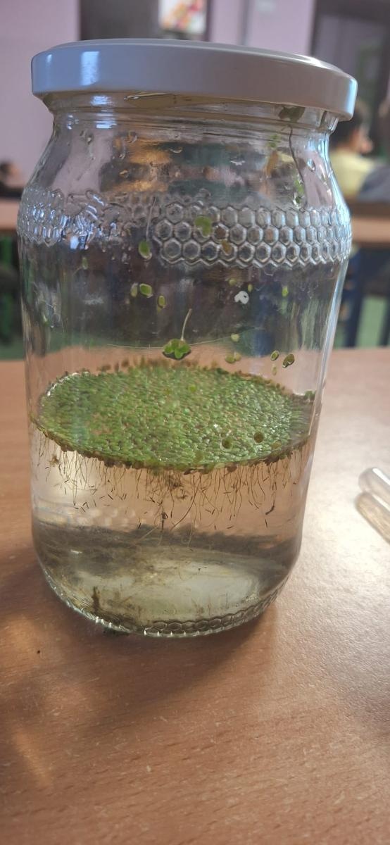 Zdjęcie w galerii na portalu naszraciborz.pl: Szkoły z Brzezia i Nędzy wyróżnione w 12. edycji Planety Energii wiadomości z regionu