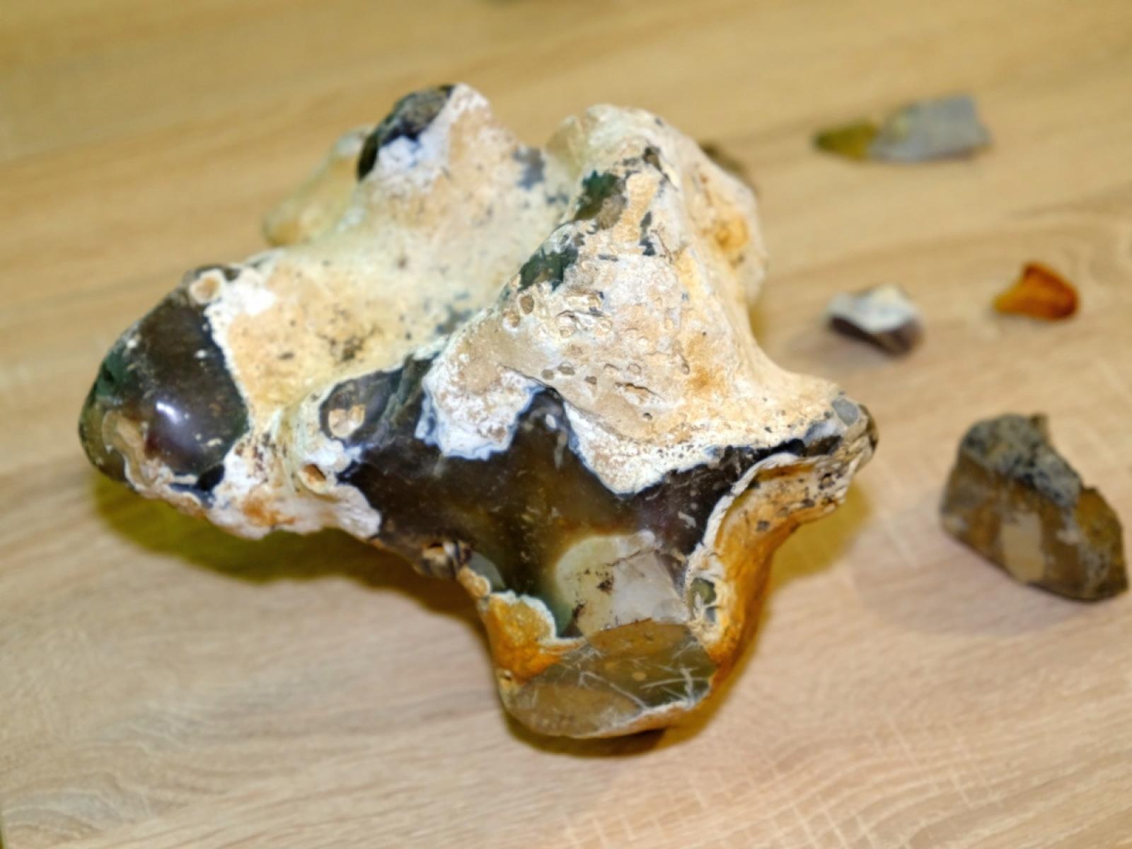 Zdjęcie w galerii na portalu naszraciborz.pl: Czy wiecie co to jest jaskółczy chlebek? wiadomości z regionu