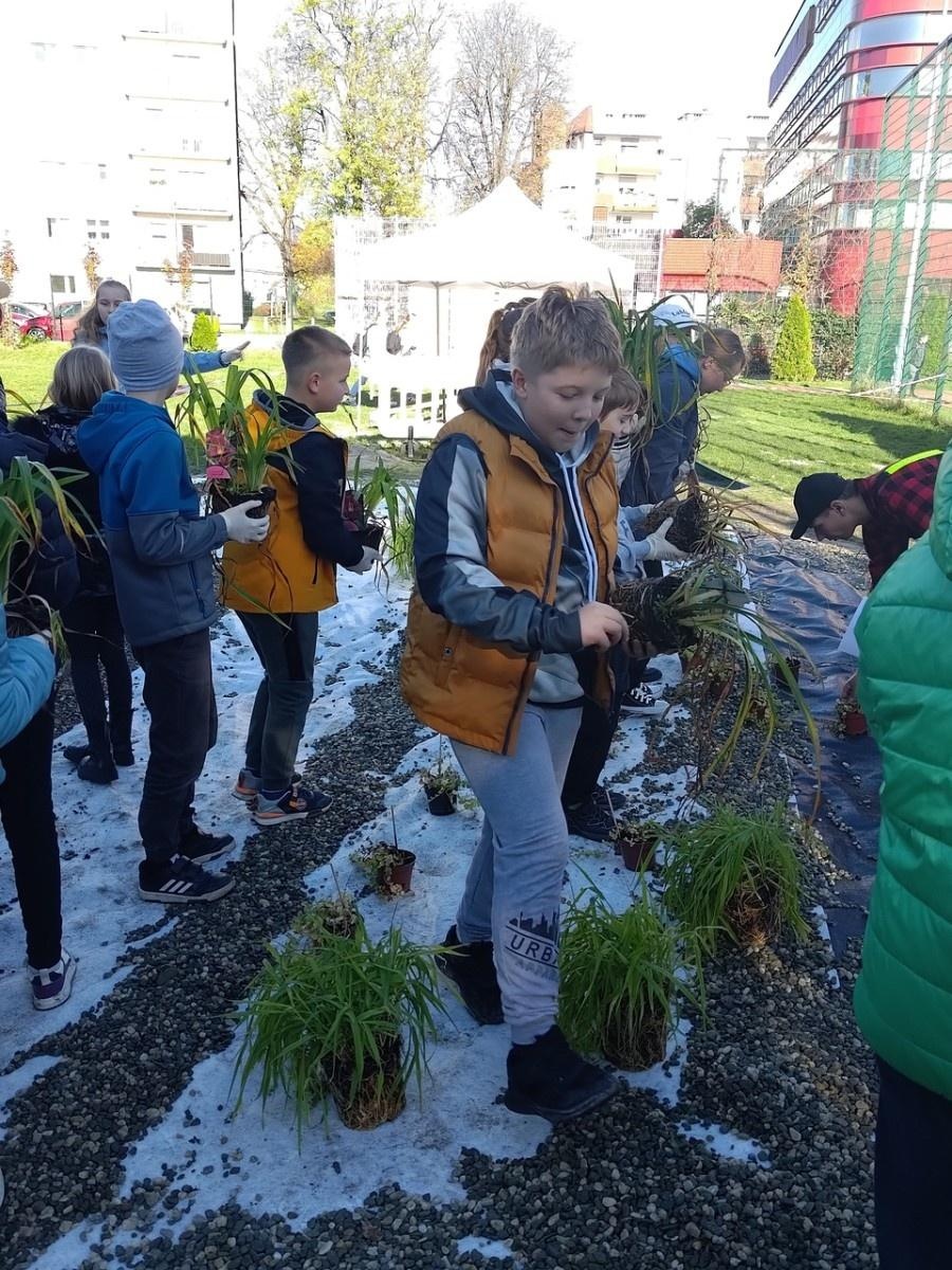 Zdjęcie w galerii na portalu naszraciborz.pl: W Raciborzu powstał ogród deszczowy przy SP13 wiadomości z regionu