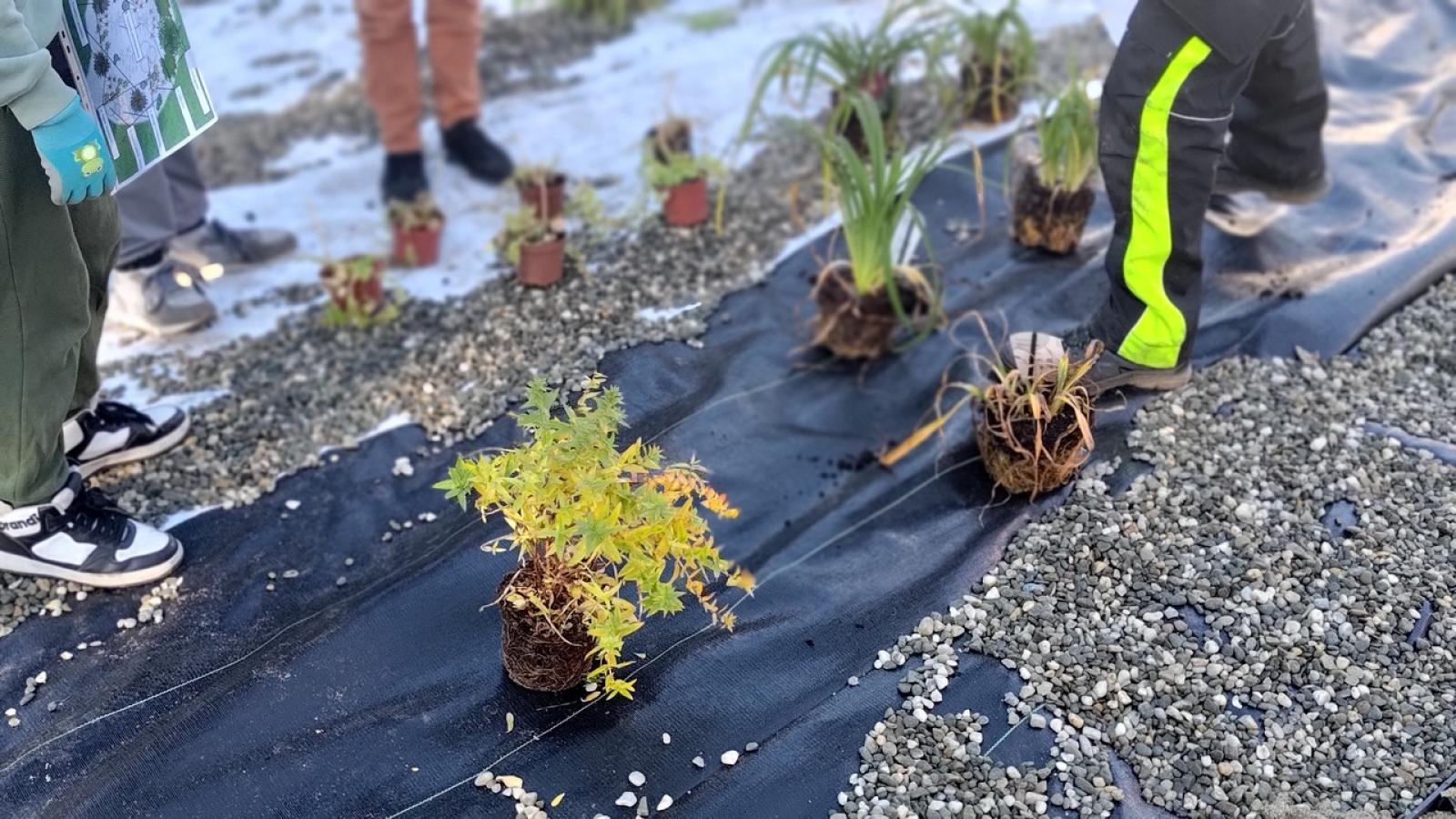 Zdjęcie w galerii na portalu naszraciborz.pl: W Raciborzu powstał ogród deszczowy przy SP13 wiadomości z regionu
