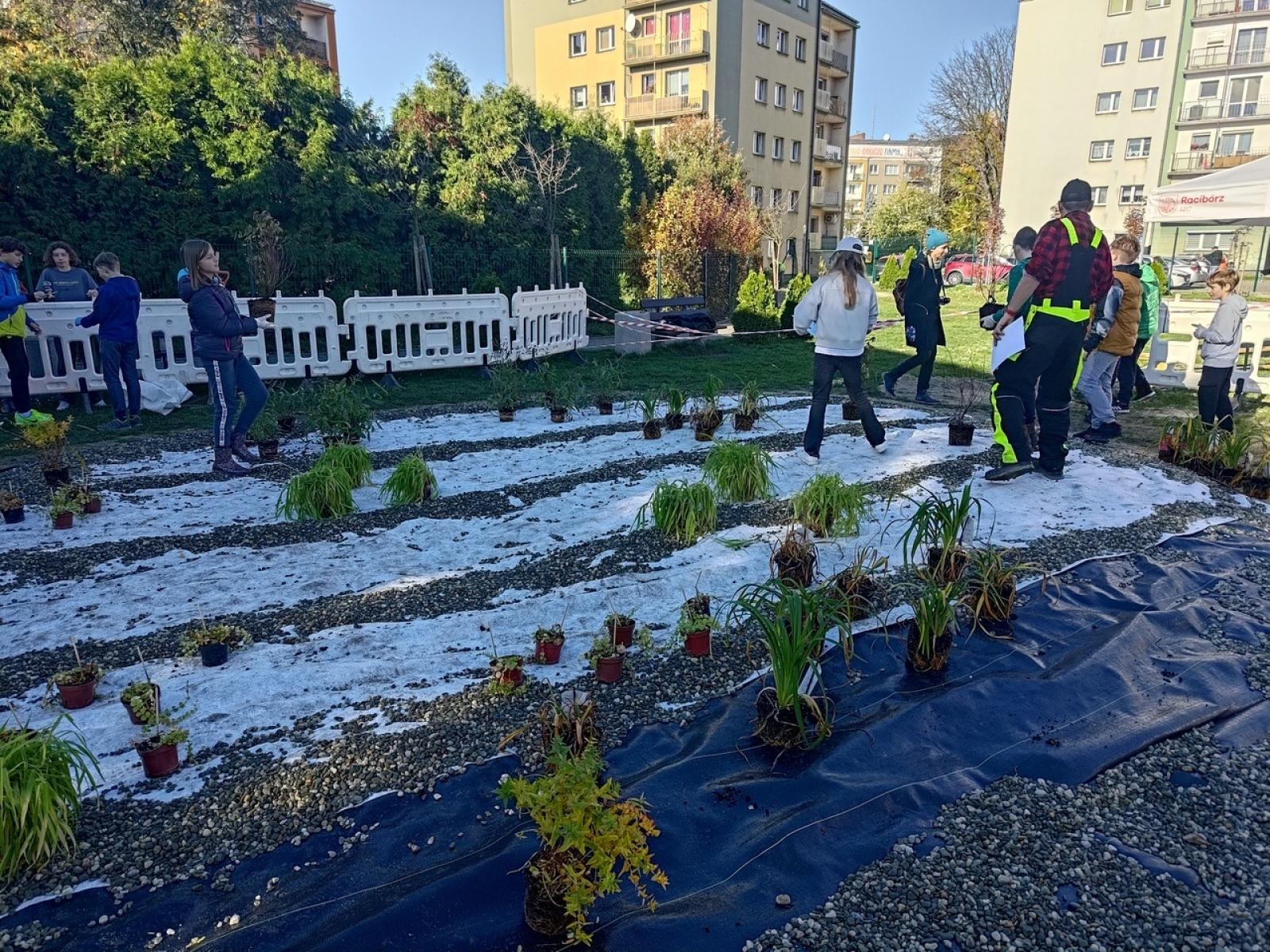 Zdjęcie w galerii na portalu naszraciborz.pl: W Raciborzu powstał ogród deszczowy przy SP13 wiadomości z regionu