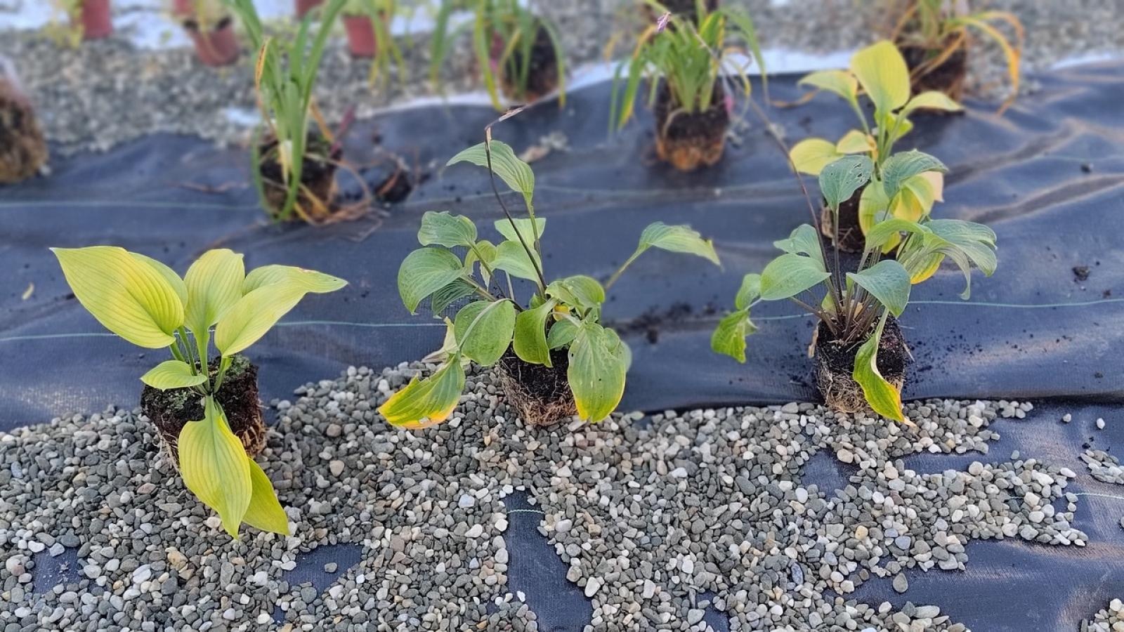 Zdjęcie w galerii na portalu naszraciborz.pl: W Raciborzu powstał ogród deszczowy przy SP13 wiadomości z regionu