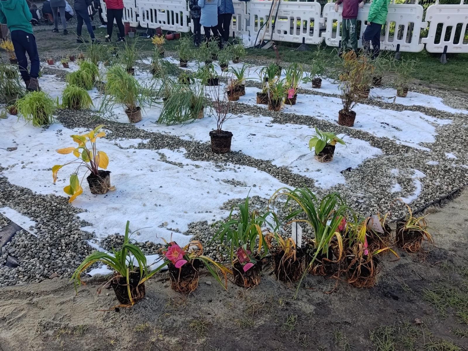 Zdjęcie w galerii na portalu naszraciborz.pl: W Raciborzu powstał ogród deszczowy przy SP13 wiadomości z regionu