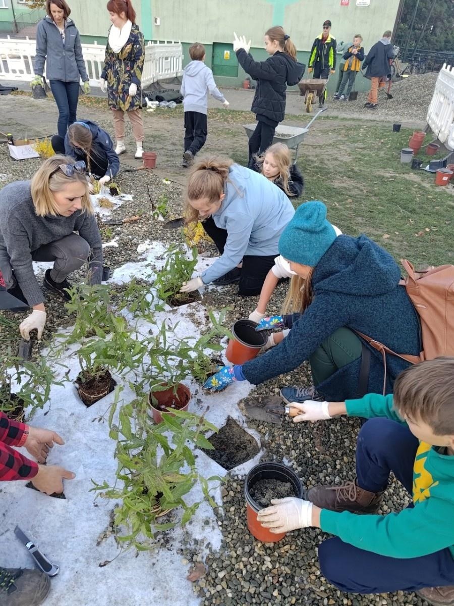 Zdjęcie w galerii na portalu naszraciborz.pl: W Raciborzu powstał ogród deszczowy przy SP13 wiadomości z regionu