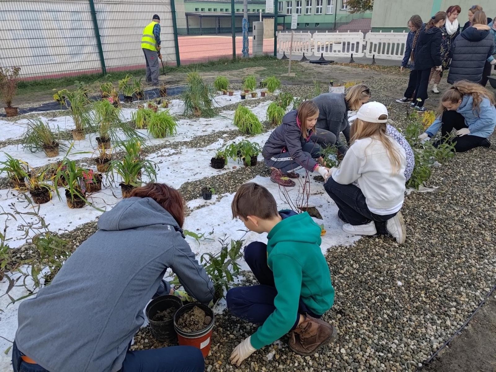 Zdjęcie w galerii na portalu naszraciborz.pl: W Raciborzu powstał ogród deszczowy przy SP13 wiadomości z regionu