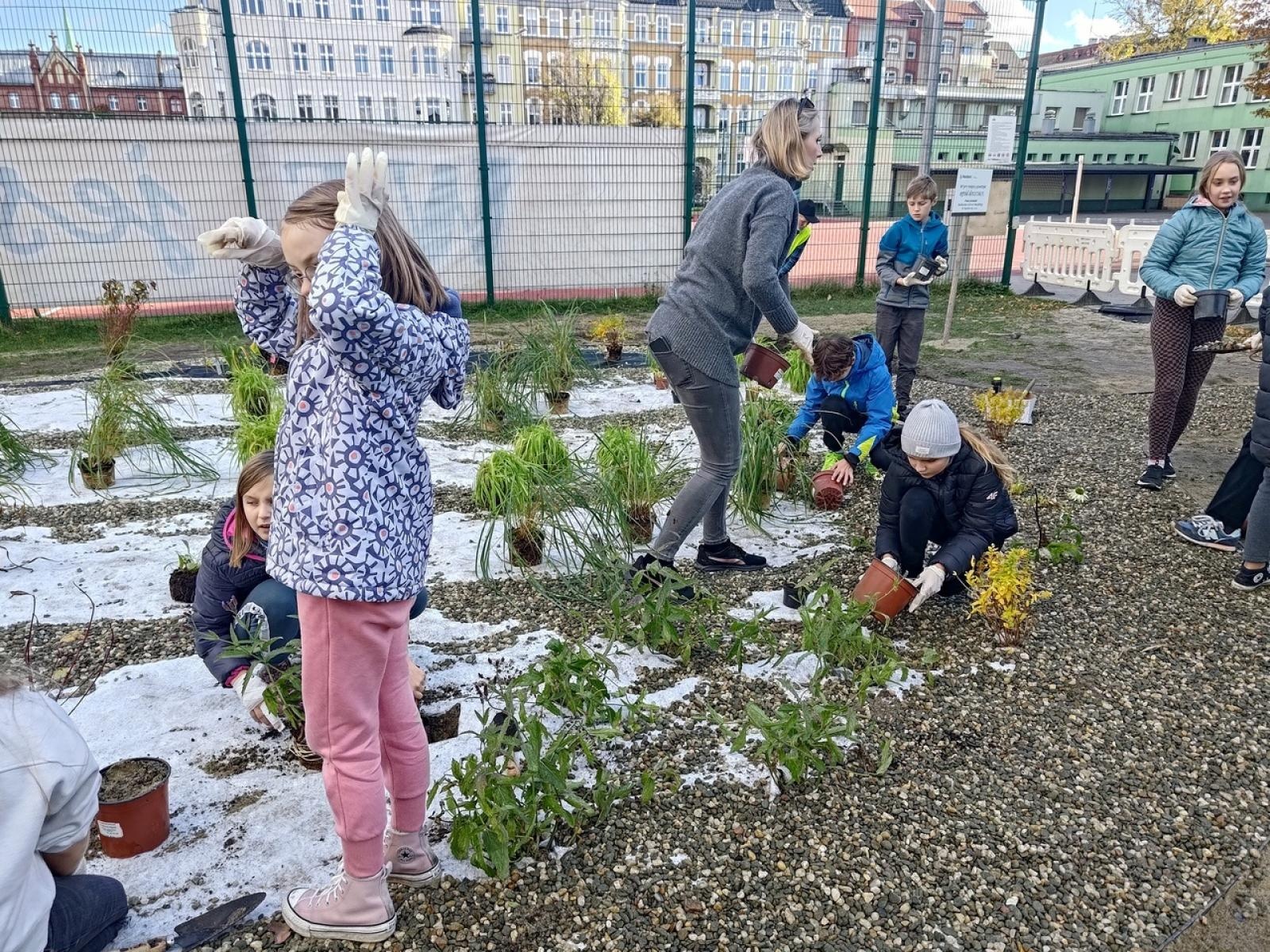 Zdjęcie w galerii na portalu naszraciborz.pl: W Raciborzu powstał ogród deszczowy przy SP13 wiadomości z regionu