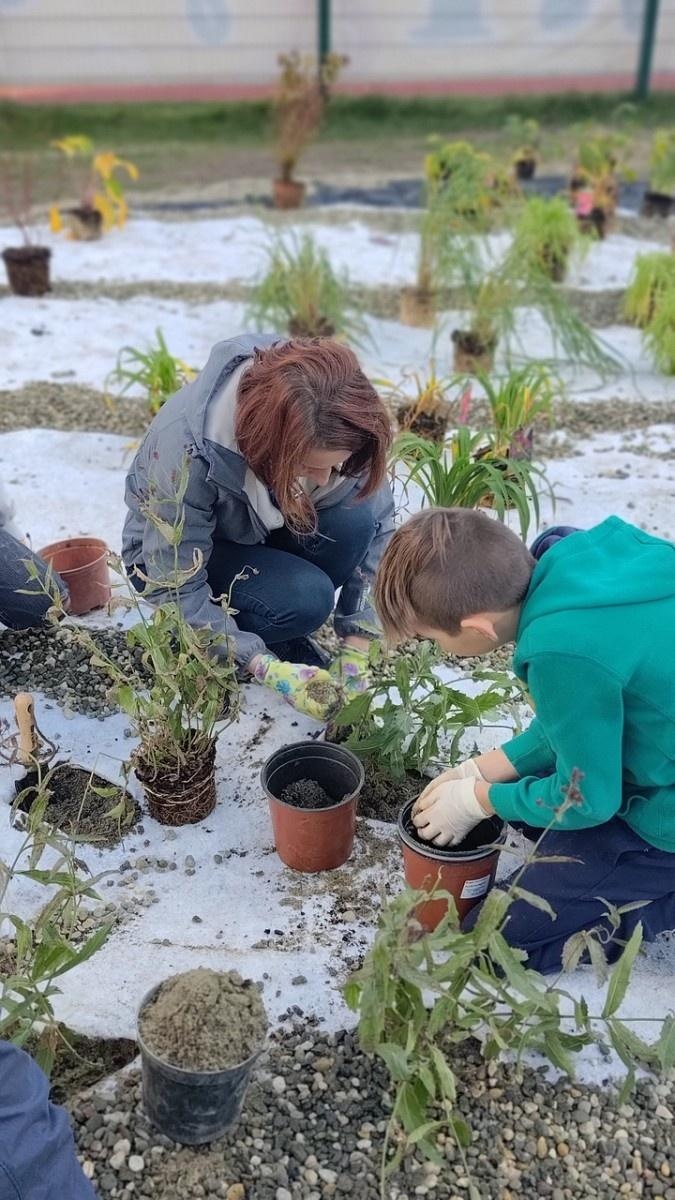 Zdjęcie w galerii na portalu naszraciborz.pl: W Raciborzu powstał ogród deszczowy przy SP13 wiadomości z regionu
