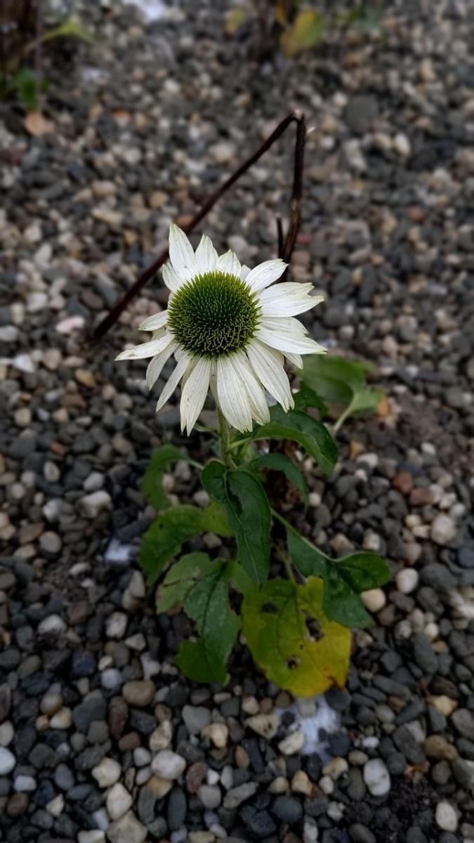 Zdjęcie w galerii na portalu naszraciborz.pl: W Raciborzu powstał ogród deszczowy przy SP13 wiadomości z regionu