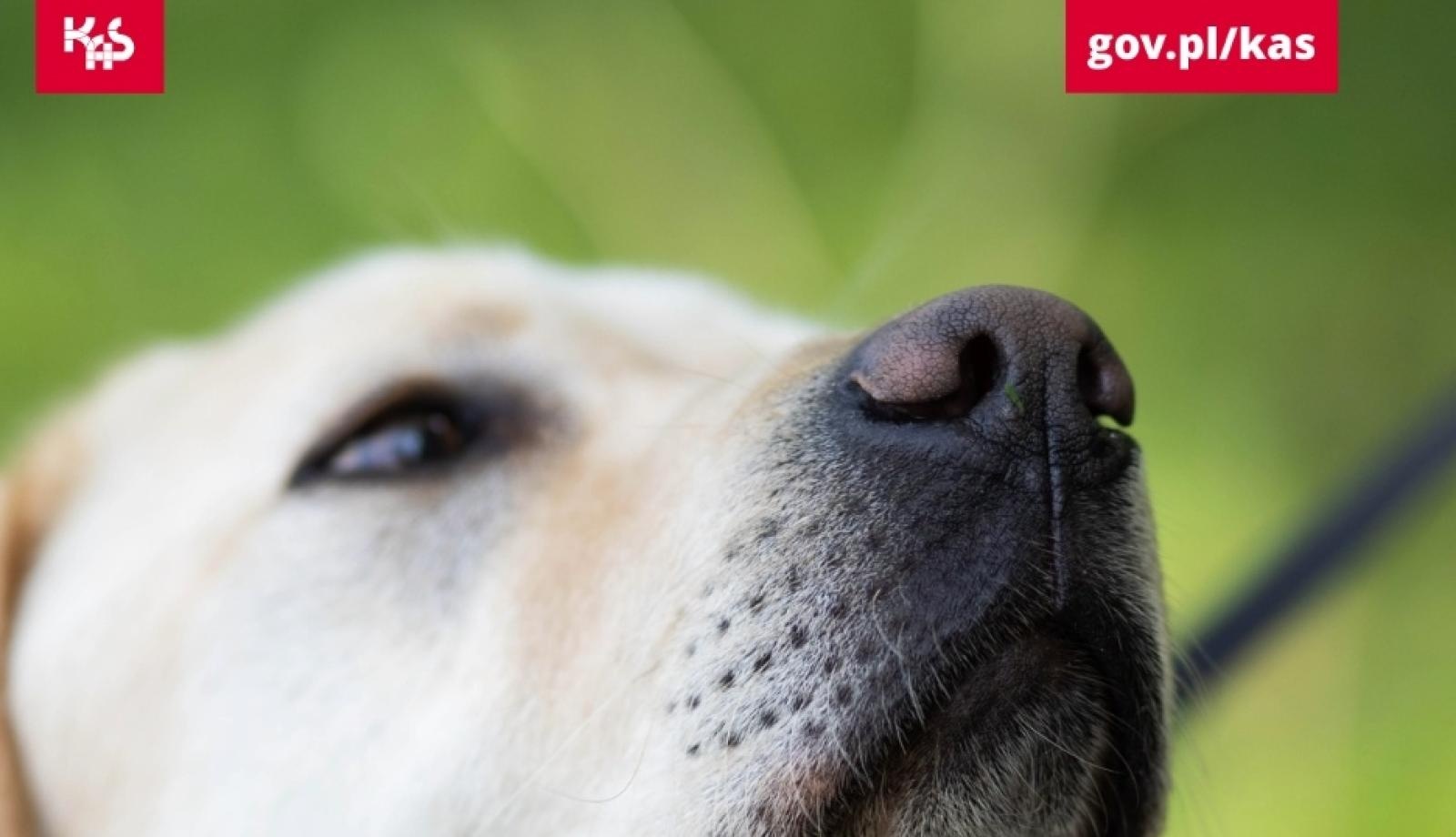 Zdjęcie w galerii na portalu naszraciborz.pl: Yerry i jego niezawodny nos. Wywąchał tabletki ecstasy wiadomości z regionu