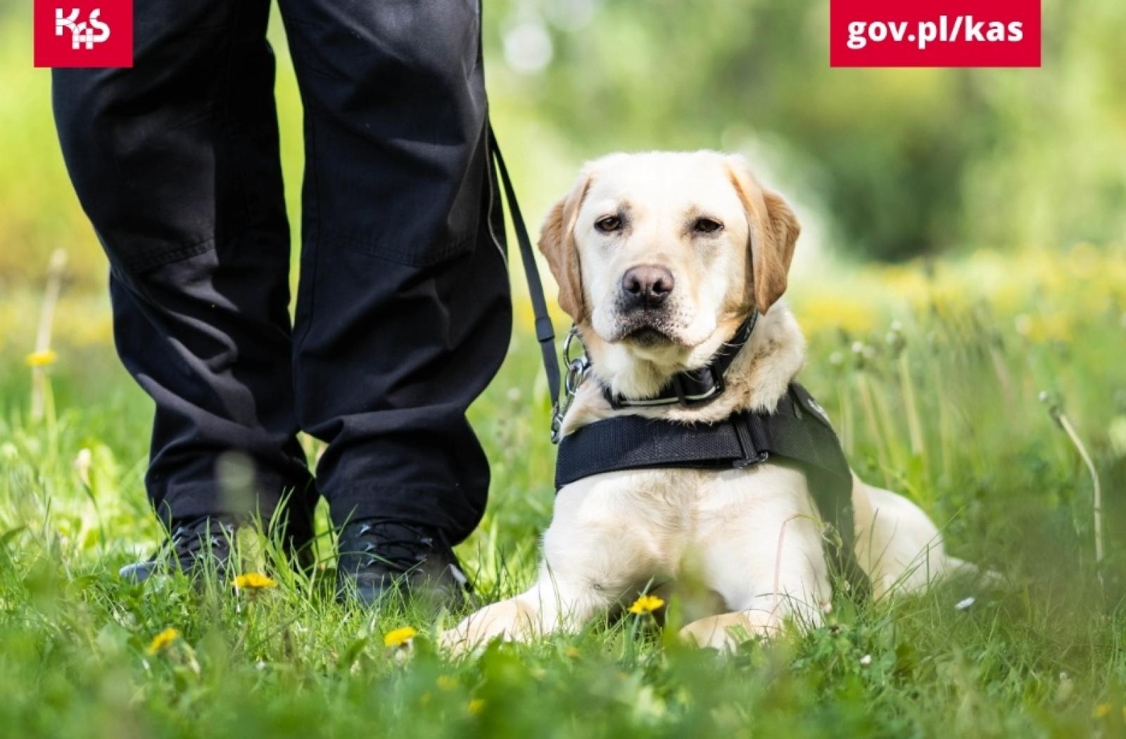 Zdjęcie w galerii na portalu naszraciborz.pl: Yerry i jego niezawodny nos. Wywąchał tabletki ecstasy wiadomości z regionu