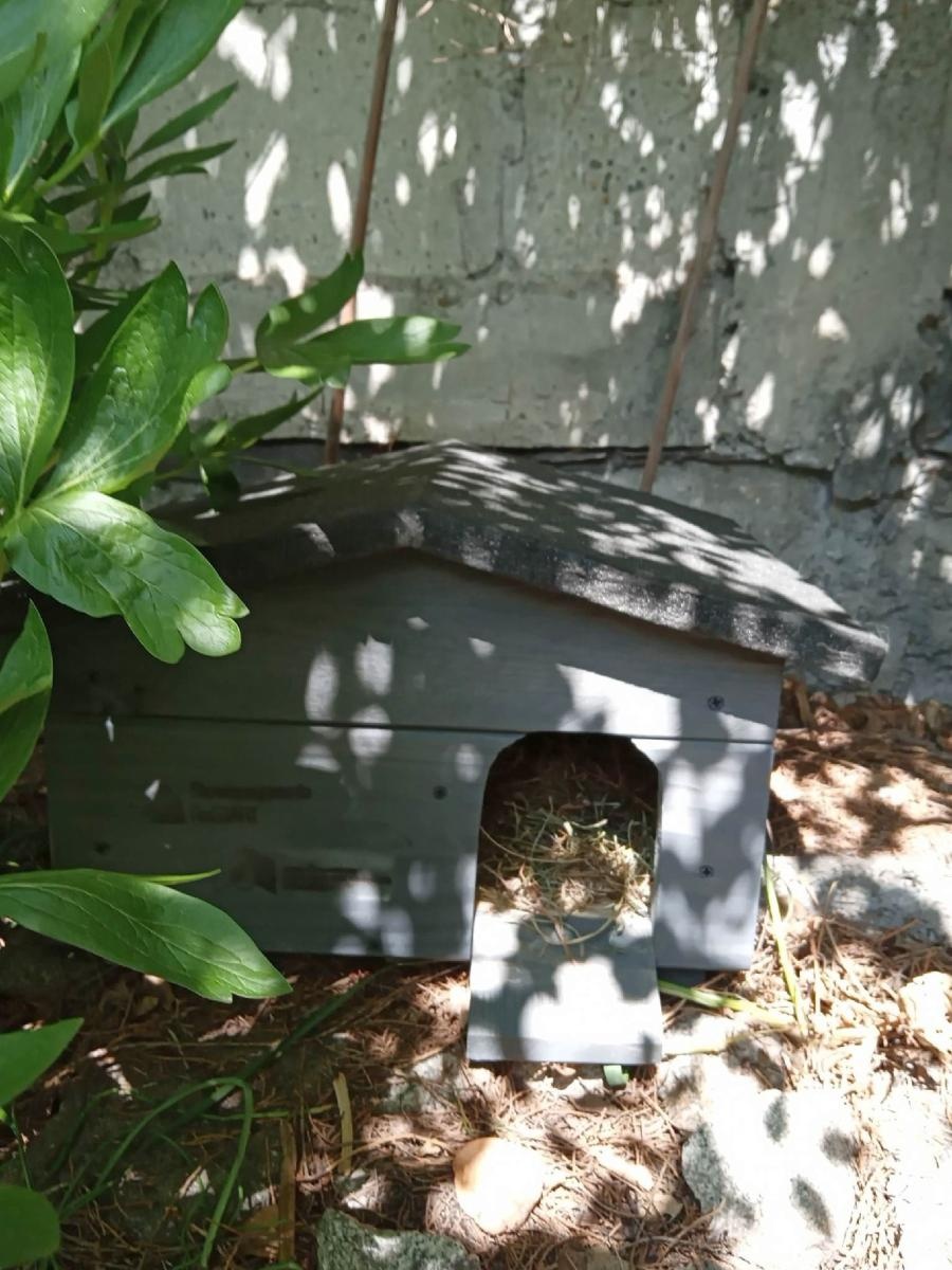 Zdjęcie w galerii na portalu naszraciborz.pl: Światowy Dzień Jeża w raciborskim poprawczaku wiadomości z regionu