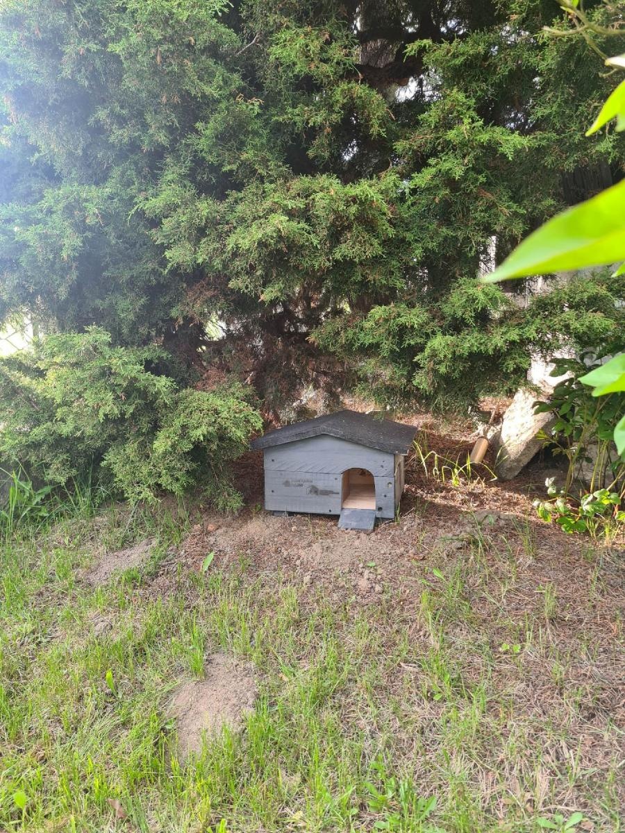 Zdjęcie w galerii na portalu naszraciborz.pl: Światowy Dzień Jeża w raciborskim poprawczaku wiadomości z regionu