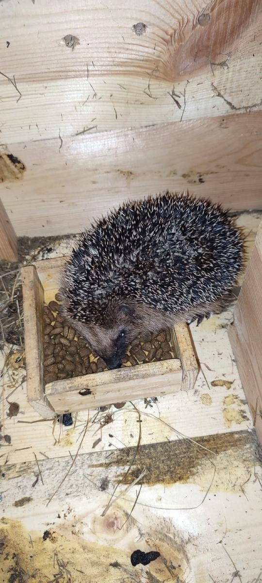 Zdjęcie w galerii na portalu naszraciborz.pl: Światowy Dzień Jeża w raciborskim poprawczaku wiadomości z regionu