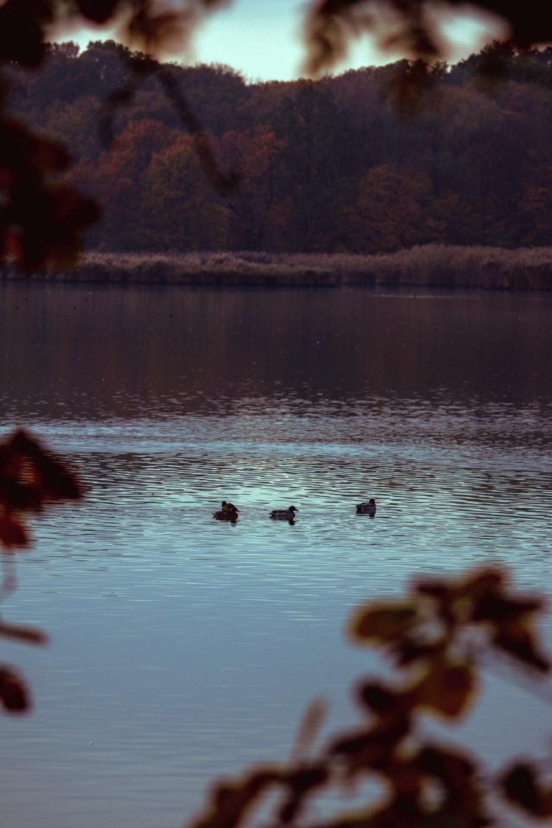 Zdjęcie w galerii na portalu naszraciborz.pl: Jesienny Łężczok. Fotograficzne zaproszenie na spacer wiadomości z regionu