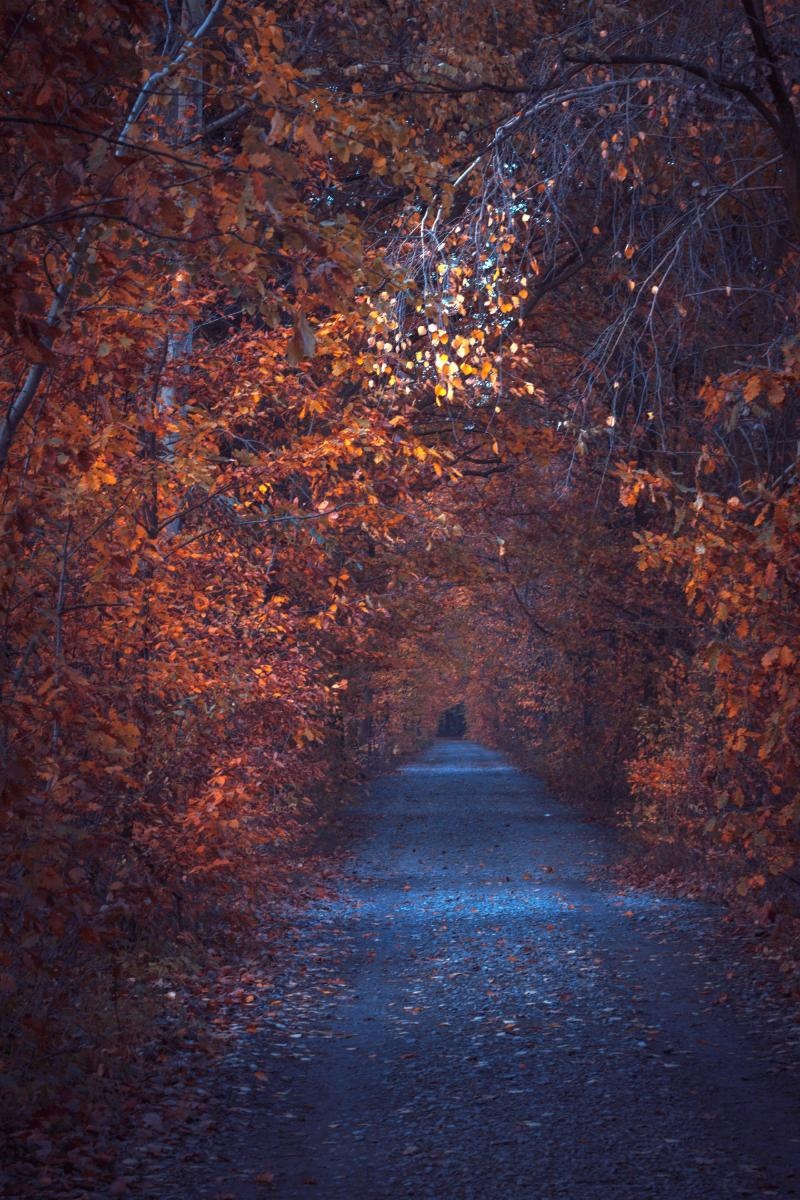 Zdjęcie w galerii na portalu naszraciborz.pl: Jesienny Łężczok. Fotograficzne zaproszenie na spacer wiadomości z regionu