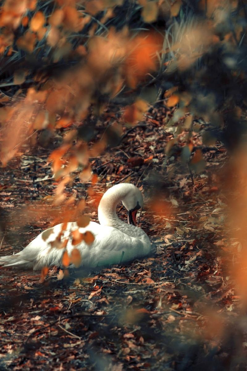 Zdjęcie w galerii na portalu naszraciborz.pl: Jesienny Łężczok. Fotograficzne zaproszenie na spacer wiadomości z regionu