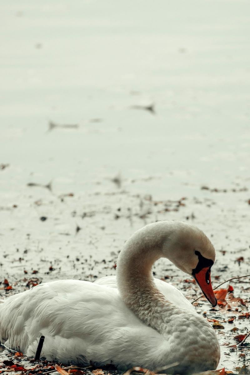 Zdjęcie w galerii na portalu naszraciborz.pl: Jesienny Łężczok. Fotograficzne zaproszenie na spacer wiadomości z regionu