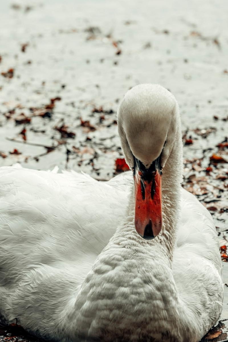 Zdjęcie w galerii na portalu naszraciborz.pl: Jesienny Łężczok. Fotograficzne zaproszenie na spacer wiadomości z regionu