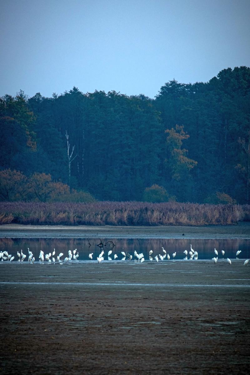 Zdjęcie w galerii na portalu naszraciborz.pl: Jesienny Łężczok. Fotograficzne zaproszenie na spacer wiadomości z regionu