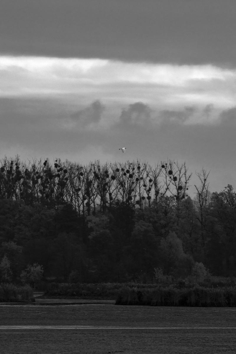 Zdjęcie w galerii na portalu naszraciborz.pl: Jesienny Łężczok. Fotograficzne zaproszenie na spacer wiadomości z regionu