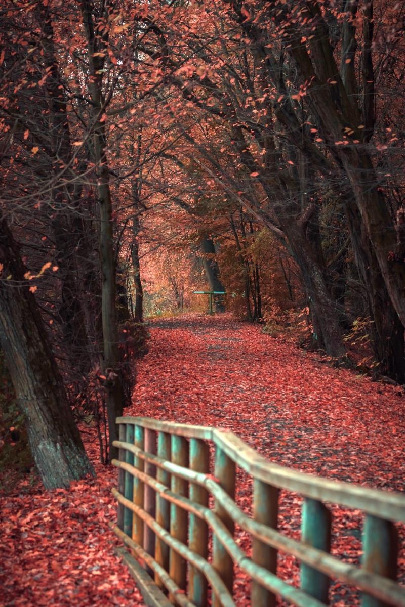 Zdjęcie w galerii na portalu naszraciborz.pl: Jesienny Łężczok. Fotograficzne zaproszenie na spacer wiadomości z regionu