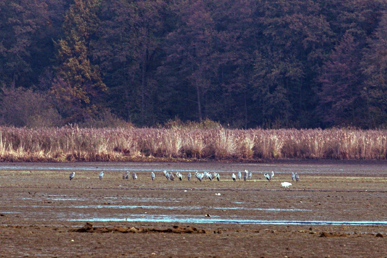 Zdjęcie w galerii na portalu naszraciborz.pl: Jesienny Łężczok. Fotograficzne zaproszenie na spacer wiadomości z regionu