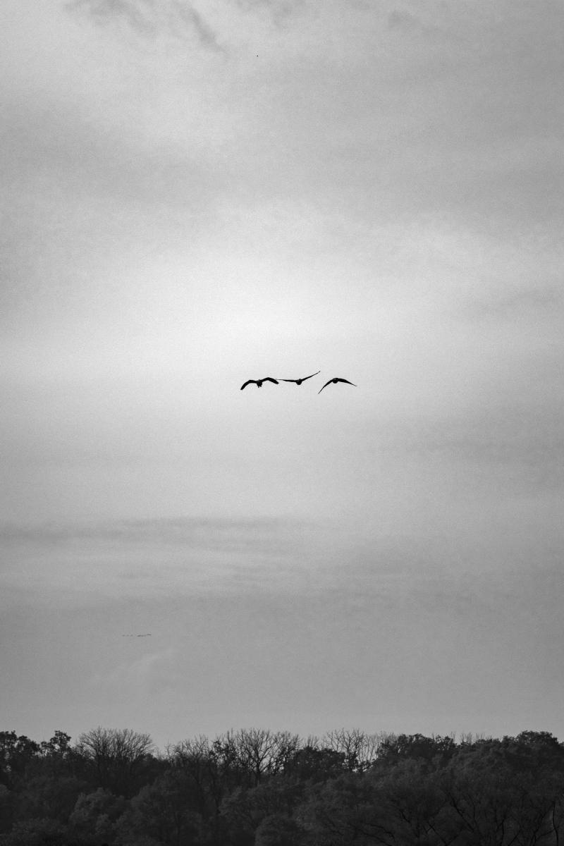 Zdjęcie w galerii na portalu naszraciborz.pl: Jesienny Łężczok. Fotograficzne zaproszenie na spacer wiadomości z regionu