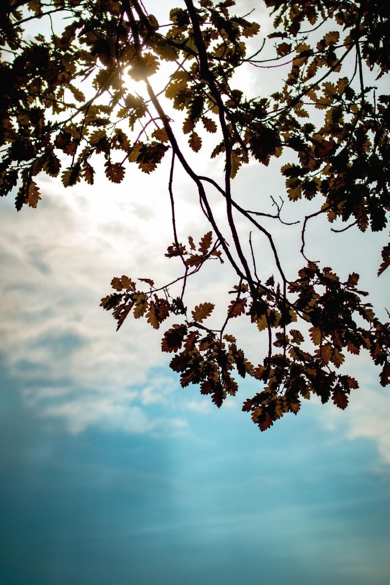 Zdjęcie w galerii na portalu naszraciborz.pl: Jesienny Łężczok. Fotograficzne zaproszenie na spacer wiadomości z regionu